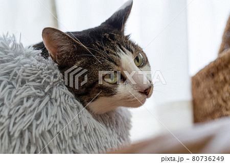 振り向く猫 キジトラ猫 振り向く猫 キジトラ猫 80736249