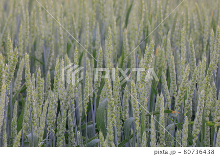 【北海道美瑛町】秋まき小麦畑　6月 80736438