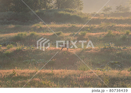 【北海道美瑛町】朝陽とエゾシカ 6月 【北海道美瑛町】朝陽とエゾシカ 6月 80736439