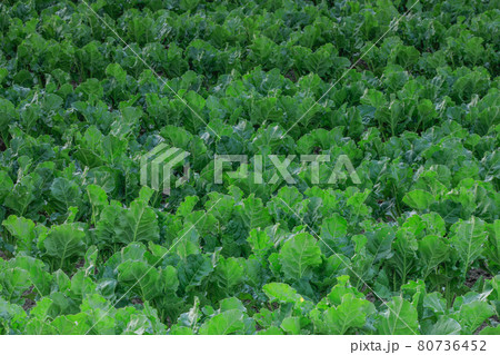 【北海道美瑛町】ビート畑　6月 80736452