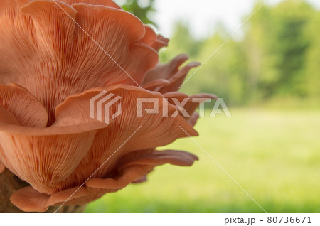 Bright Pink Oyster Mushroom Pleurotus djamor edible gourmet fungi 80736671
