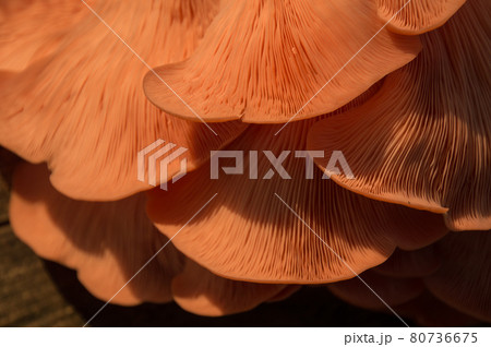 Bright Pink Oyster Mushroom Pleurotus djamor edible gourmet fungi 80736675