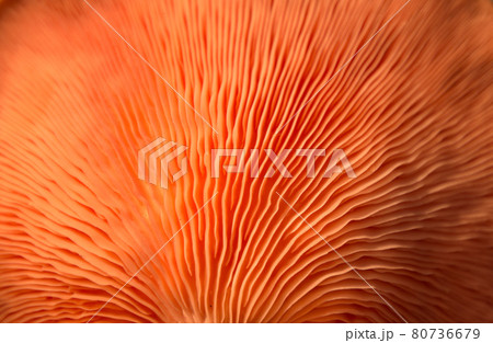 Bright Pink Oyster Mushroom Pleurotus djamor edible gourmet fungi 80736679