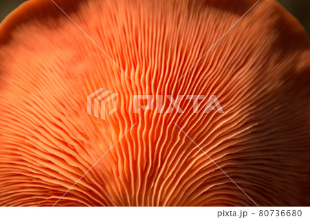 Bright Pink Oyster Mushroom Pleurotus djamor edible gourmet fungi 80736680