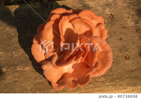 Bright Pink Oyster Mushroom Pleurotus djamor edible gourmet fungi Bright Pink Oyster Mushroom Pleurotus djamor edible gourmet fungi 80736698