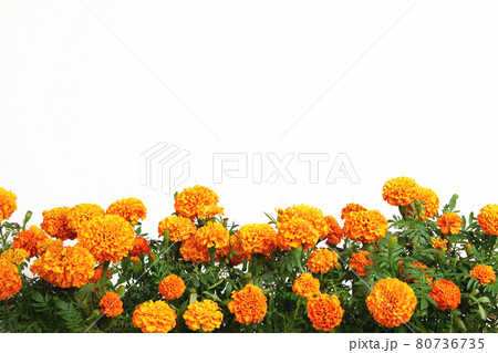 orange marigold flowers border isolated on white background orange marigold flowers border isolated on white background 80736735