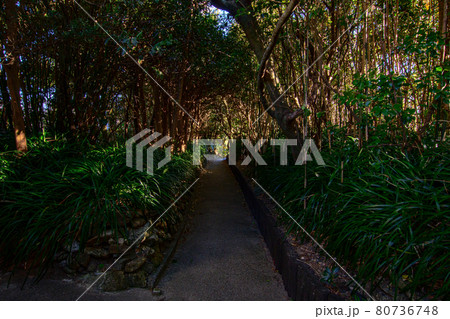 木の陰で暗くなる道 80736748