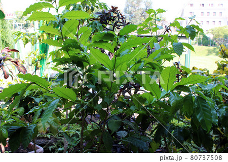 Coffea arabica 'nana', plants by summer, Zagreb, Croatia 80737508