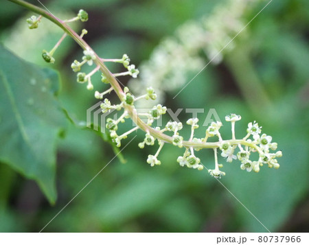 ヨウシュヤマゴボウ ヨウシュヤマゴボウ 80737966