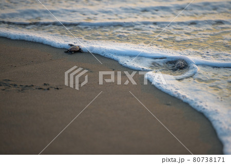 赤ちゃんウミガメの旅立ち 80738171