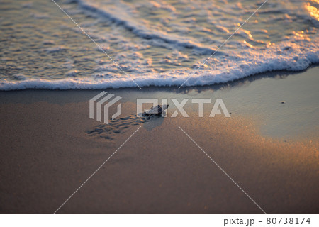 赤ちゃんウミガメの旅立ち 80738174