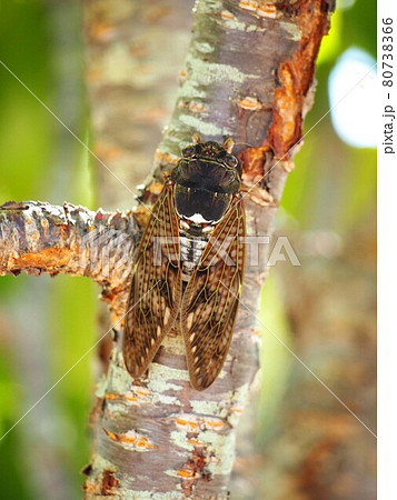 桜の木にとまったアブラゼミのクローズアップ 80738366