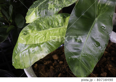 Pretty sprinkled varigated garden plant Pretty sprinkled varigated garden plant 80738490