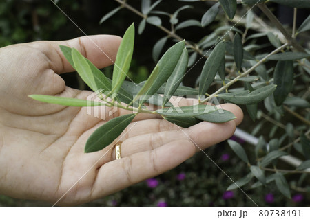 Olive tree grows pot sale in green market Olive tree grows pot sale in green market 80738491