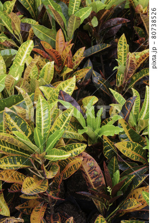 Tropical plant pot sale in green market Tropical plant pot sale in green market 80738526