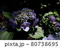 紫陽花の陽と陰 80738695