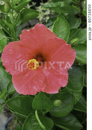 Tropical plant pot sale in green market 80738850