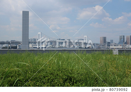 豊洲市場屋上緑化広場と東京レインボーブリッジ 豊洲市場屋上緑化広場と東京レインボーブリッジ 80739092