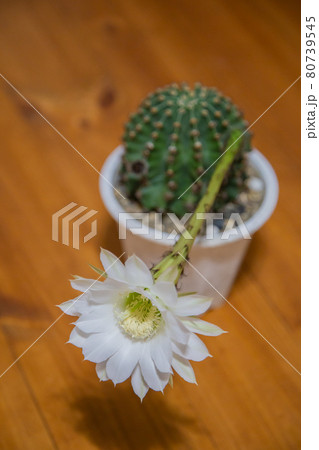 室内のサボテンの花 室内のサボテンの花 80739545