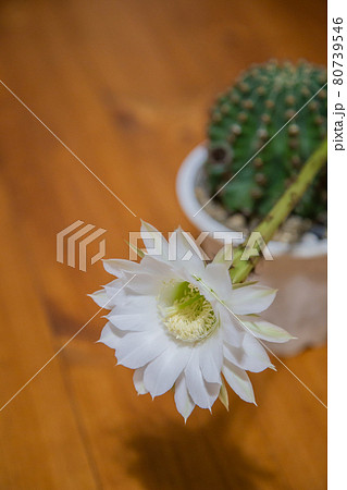 室内のサボテンの花 室内のサボテンの花 80739546