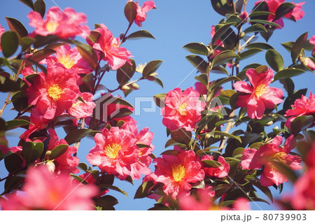 さざんか 80739903