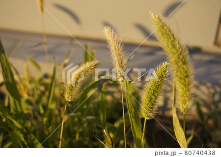 エノコログサ 80740438