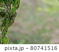 セミ・蝉・せみ・アブラゼミ 80741516