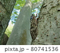 ケヤキ（欅）の木で休息のアブラゼミ 80741536