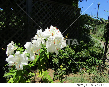 百合の王様カサブランカの白い花の写真素材
