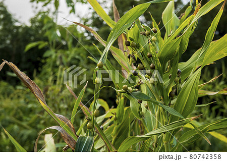 黒くなり始めたジュズダマの実/イネ科ジュズダマ属 黒くなり始めたジュズダマの実/イネ科ジュズダマ属 80742358