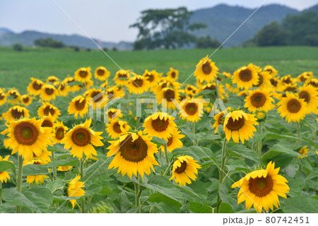 ひまわり畑2 香川県まんのう町中山 の写真素材 ひまわり畑2 香川県まんのう町中山 の写真素材