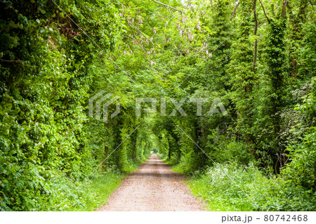 Straight rural road through greenery in Southern England 80742468