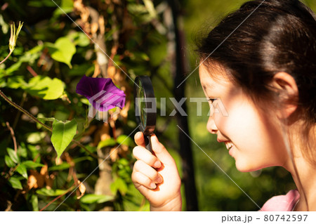 朝顔の花を虫眼鏡で観察する少女 朝顔の花を虫眼鏡で観察する少女 80742597