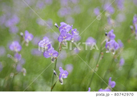 Murdannia giganteum flowers blossom is nature background Murdannia giganteum flowers blossom is nature background 80742970