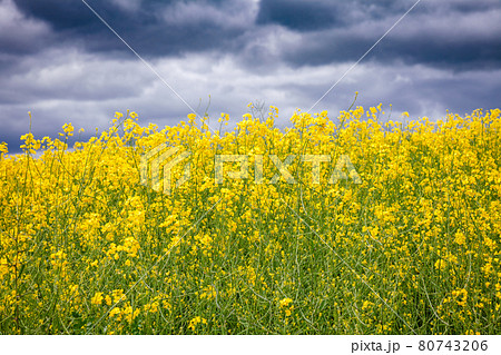 Stormy sky over a blooming rapeseed field - farm crisis concept Stormy sky over a blooming rapeseed field - farm crisis concept 80743206