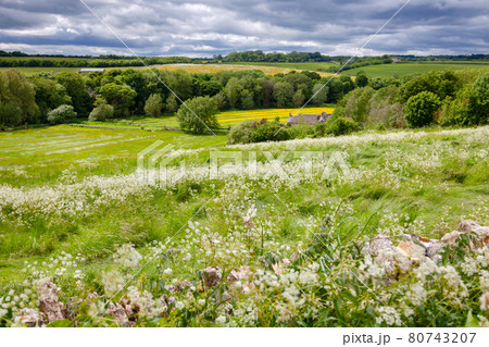 Summer rural landscape Southern England UK 80743207