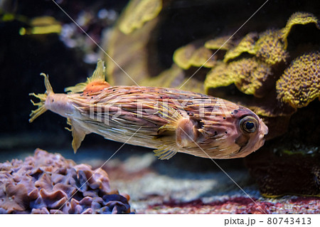 Long-spine porcupinefish underwater in sea Long-spine porcupinefish underwater in sea 80743413