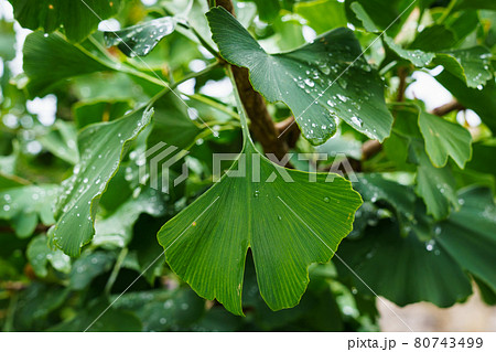 Ginkgo biloba green leaves on a tree. 80743499