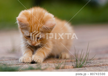 Cute little red kitten playing outdoors. Portrait of a red kitten in the garden. Tabby funny red kitten with green eyes and with big ears. Animal baby theme Cute little red kitten playing outdoors. Portrait of a red kitten in the garden. Tabby funny red kitten with green eyes and with big ears. Animal baby theme 80743500