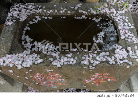 手水鉢に積もる桜の花びら 80743534