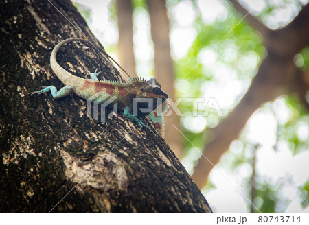 Blue chameleon on tree Blue chameleon on tree 80743714
