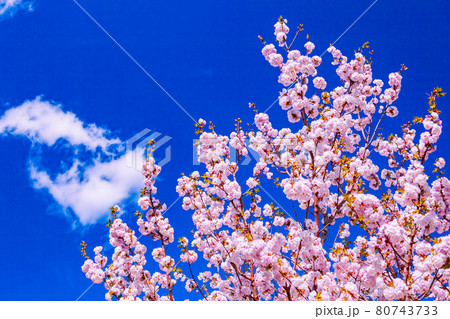 桜と雲 80743733