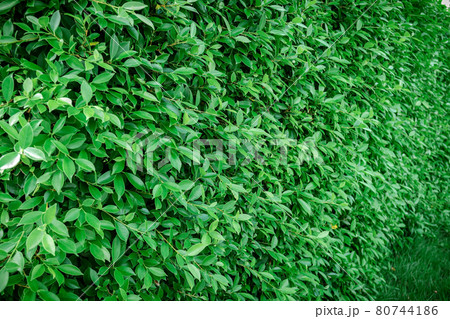 A wall or fence made of green leafy plants. 80744186