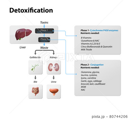 Toxins, liver. Process of Detoxification and elimination. Enter, exit, and store of toxins in humans body. A toxin is a poisonous substance that capable of inducing antibody formation 3d render Toxins, liver. Process of Detoxification and elimination. Enter, exit, and store of toxins in humans body. A toxin is a poisonous substance that capable of inducing antibody formation 3d render 80744206