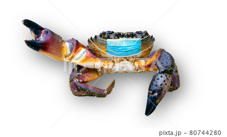 Doctor crab. Large crab in a medical mask on white background, concept of protection against covid 80744280