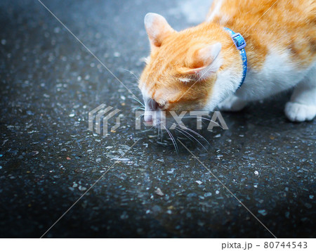 An orange and white cat is sniffing asphalt floor to find something like a detective 80744543