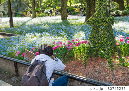 【日比谷公園のネモフィラとチューリップを満喫する女性】 80745235