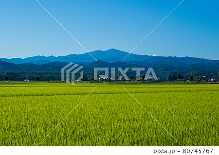 白山の遠望と田んぼ(石川県能美市大長野町より)8月撮影 白山の遠望と田んぼ(石川県能美市大長野町より)8月撮影 80745767