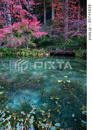 紅葉が美しい、名もなき池　通称（モネの池） 80745838