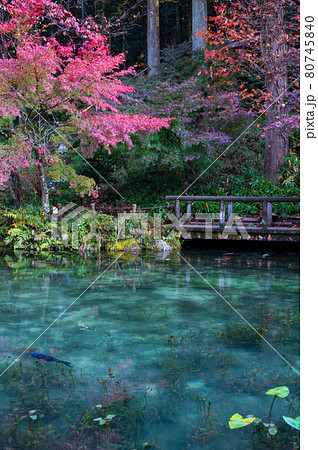 紅葉が美しい、名もなき池 通称(モネの池) 紅葉が美しい、名もなき池 通称(モネの池) 80745840